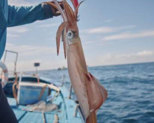 La pêche à la turlutte : guide complet pour attraper calamars, seiches et encornets