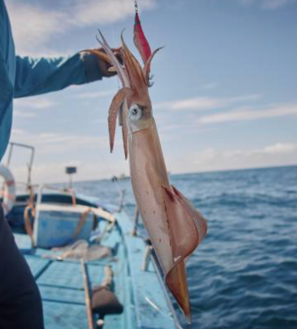 La pêche à la turlutte : guide complet pour attraper calamars, seiches et encornets