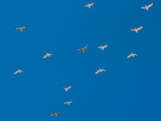 Quels oiseaux observer en mer pour avoir des indices sur la présence des poissons ?