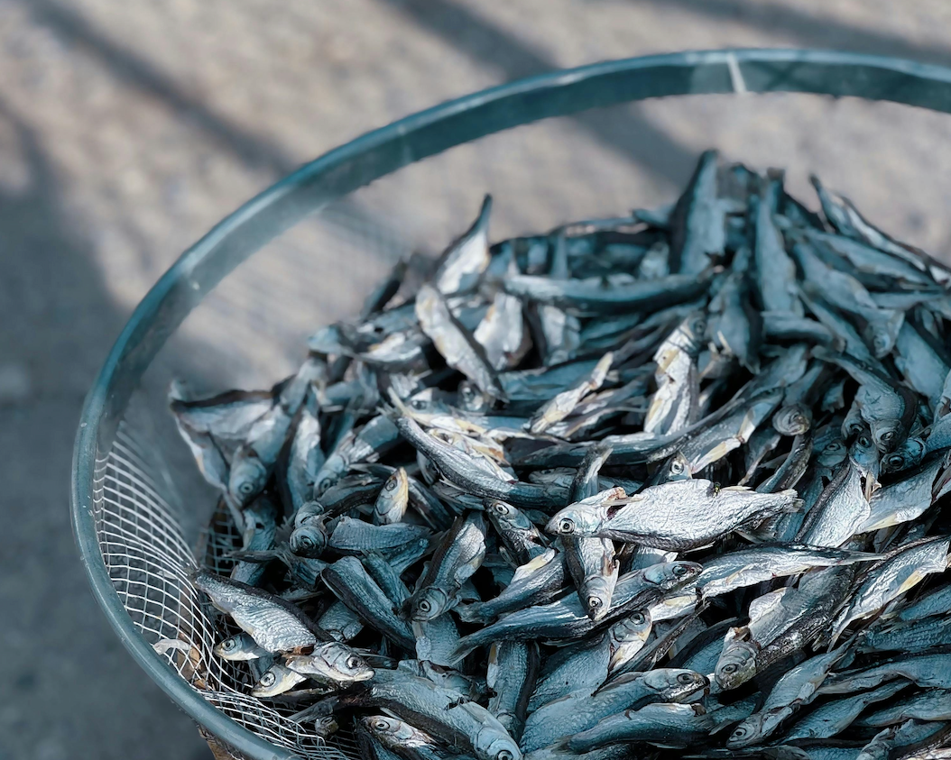 Les proies du bar en mer de Manche et Atlantique