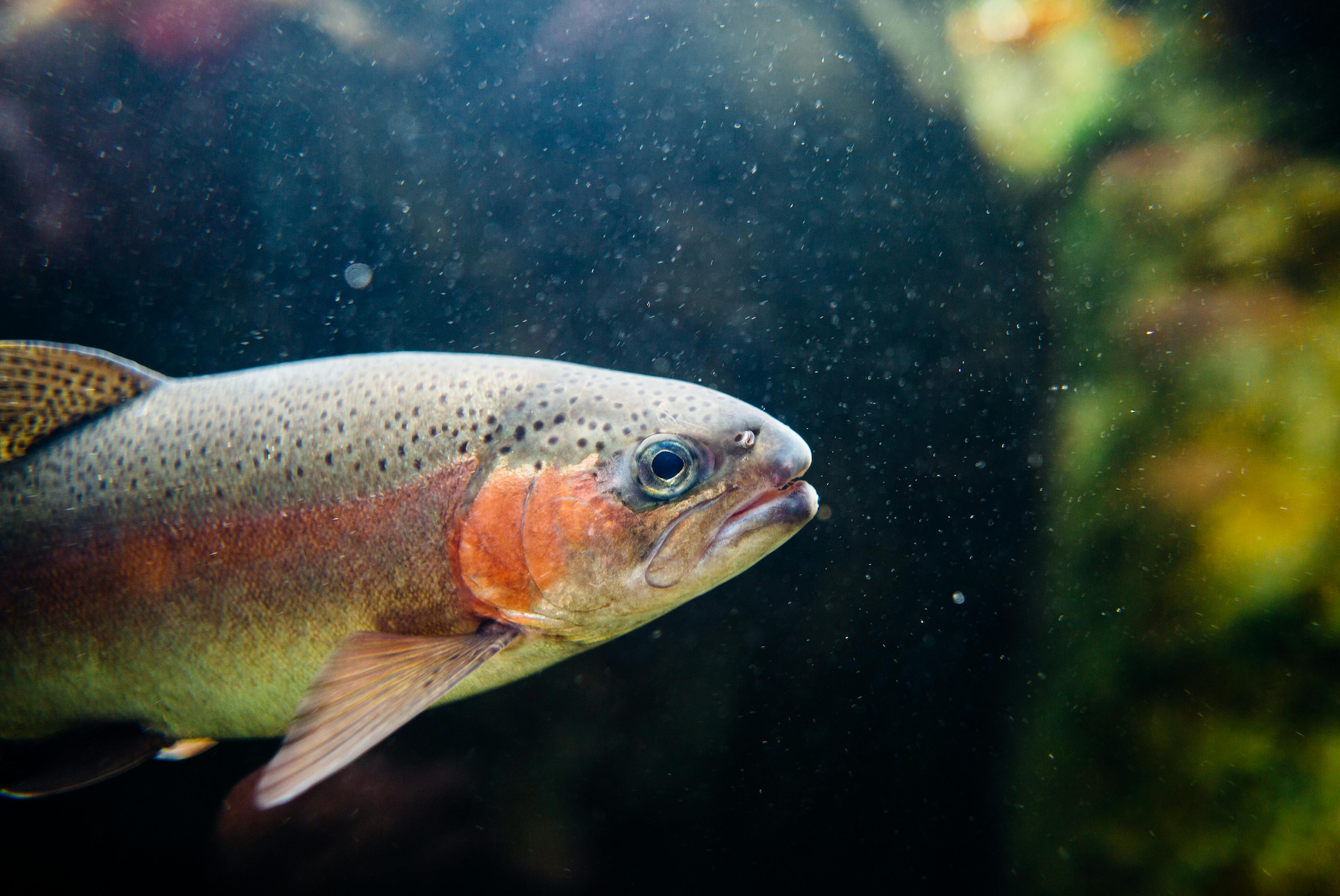 6 astuces pour pêcher la truite avec succès !