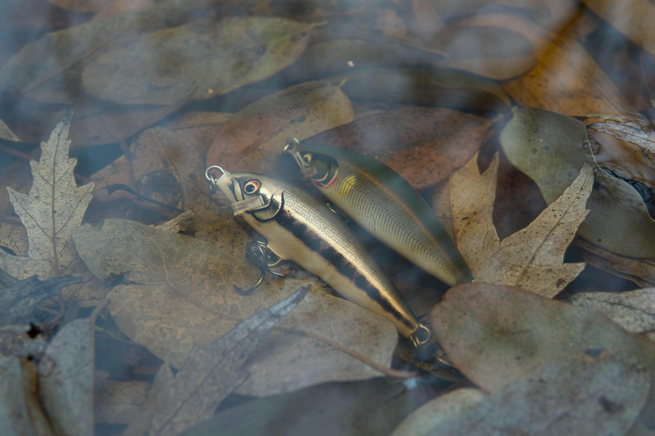 Les Leurres Bruyants : Une Arme Redoutable pour Attirer les Carnassiers