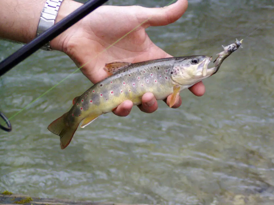 Peche de la truite