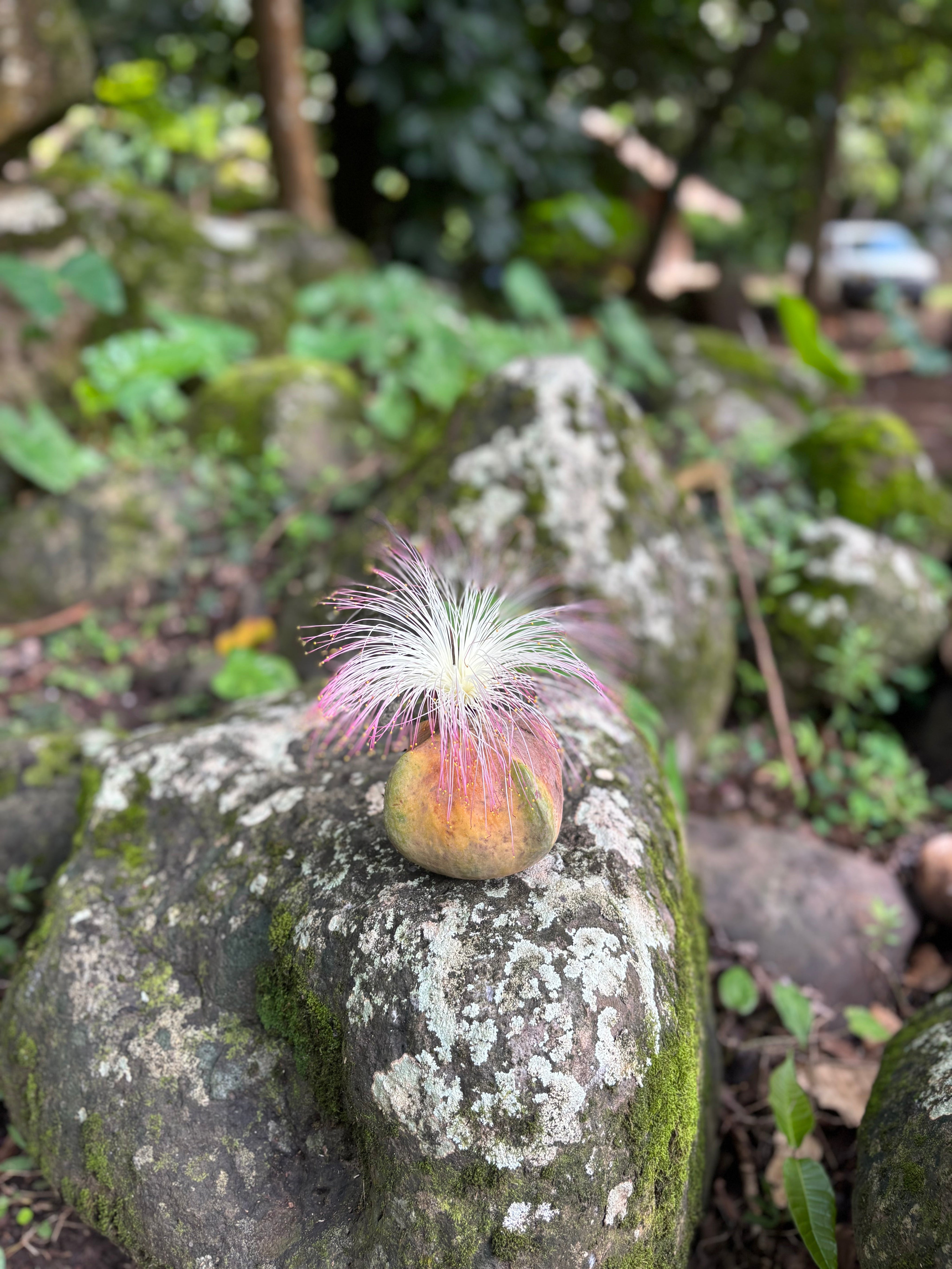 La pêche avec le houtu : un savoir ancestral entre nature et ingéniosité