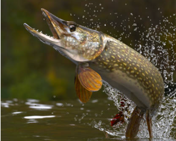 coffret leurre brochet