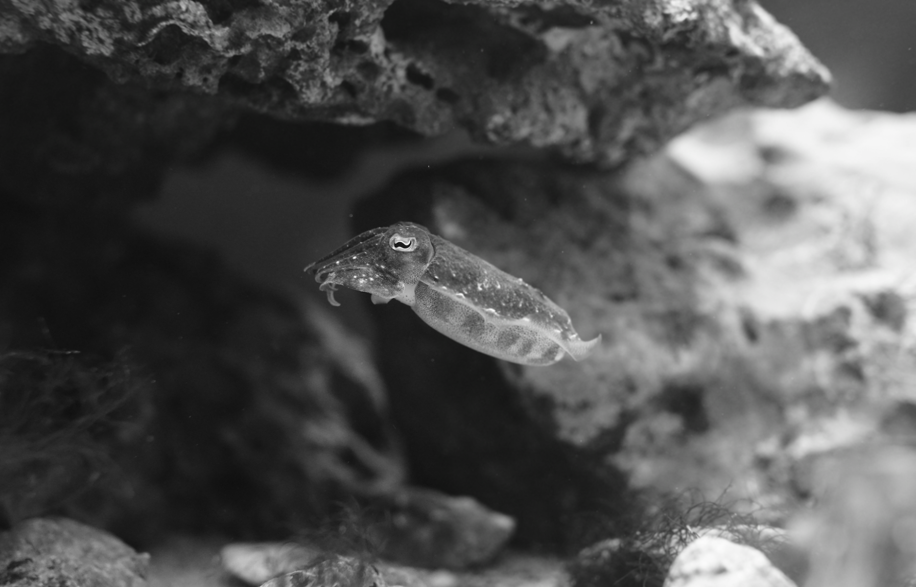 Calamars, Seiches, Encornets et Céphalopodes : comment les différencier ?