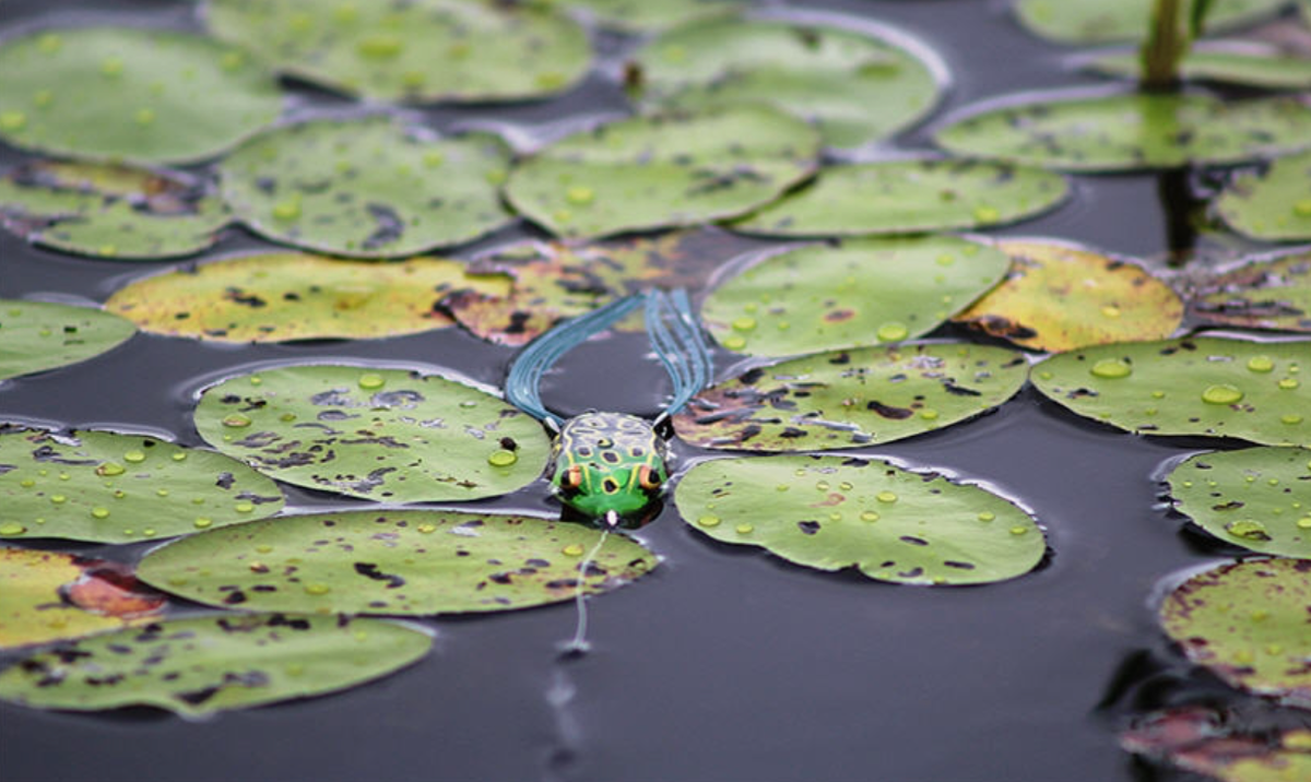 La pêche en eau douce au leurre grenouille