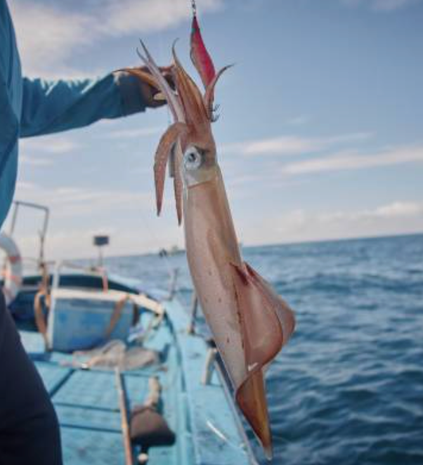 La pêche à la turlutte : guide complet pour attraper calamars, seiches et encornets