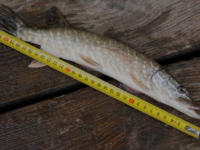 Nouvelle réglementation : les pêcheurs de loisir devront bientôt enregistrer leurs prises