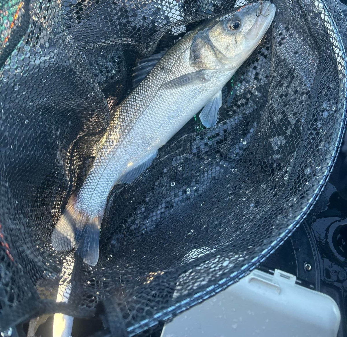 poisson pêché avec le coffret et la box de leurres les bredouilleurs