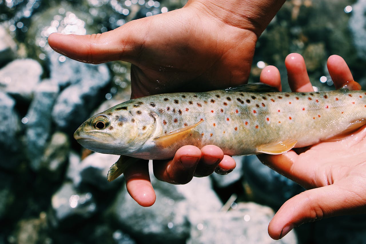 Une truite pêchée avec les leurres de pêche des Bredouilleurs coffrets et box de leurres pour la pêche